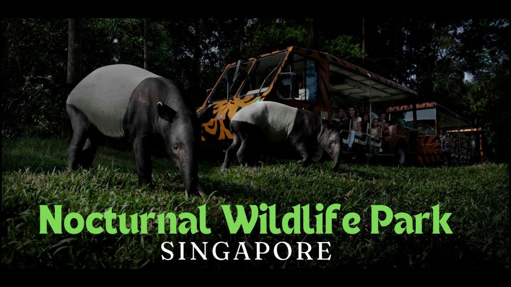 Exploring the Nocturnal Wildlife Park in Singapore